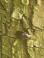 Carabidae