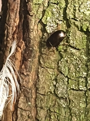 Carabidae