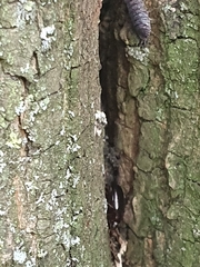 Carabidae