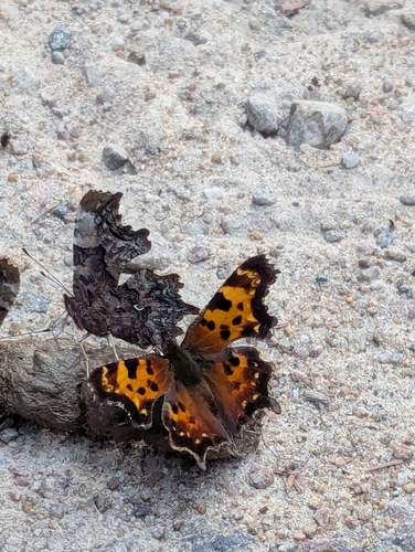 Green Comma photo 4