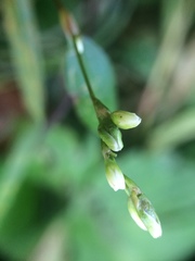 Persicaria mitis