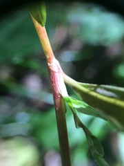 Persicaria mitis