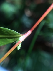 Persicaria mitis