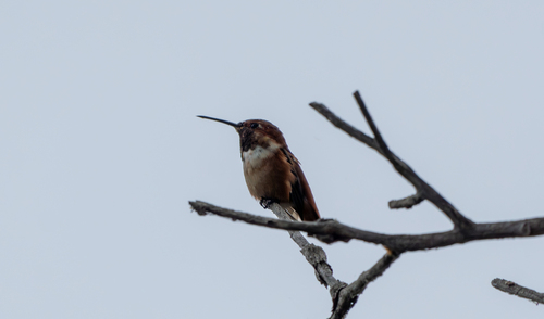 iNaturalist observation photo of Allen's Hummingbird