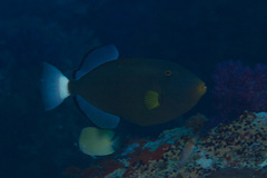 Melichthys vidua