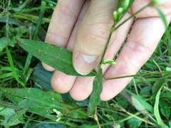 Persicaria mitis