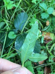Persicaria mitis