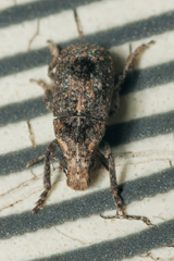 Pseudeuparius