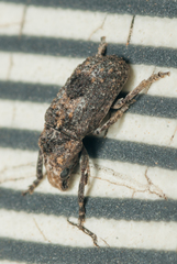Pseudeuparius