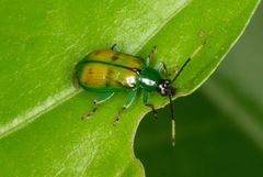 Diabrotica viridicollis