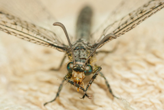 Myrmeleontoidea