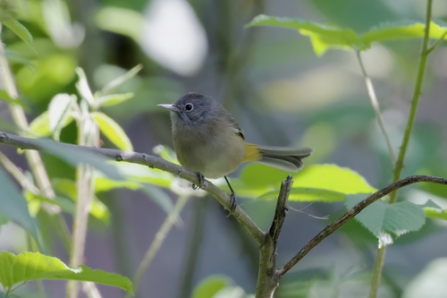 Colima Warbler (Leiothlypis crissalis), photo 3