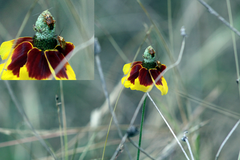 Calocoris barberi