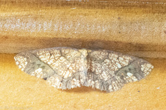 Nematocampa