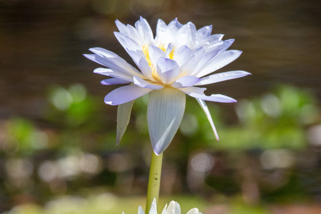 Anecphya