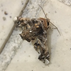Eutelia adulatricoides