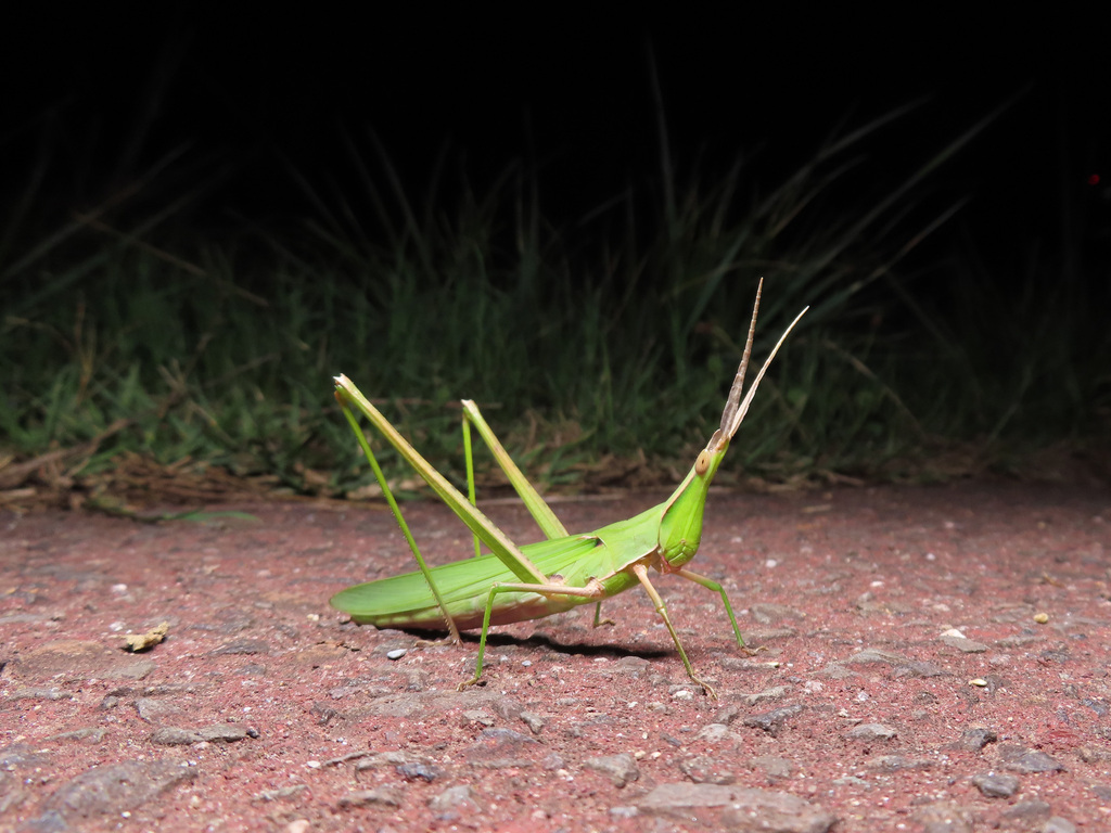 Oriental Longheaded Locust