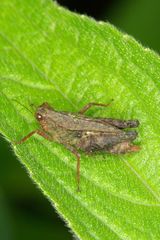Batrachidea planus