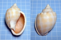 Phalium bandatum
