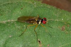 Tanypezidae
