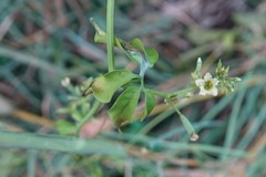 Neoalsomitra clavigera