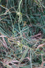 Neoalsomitra clavigera