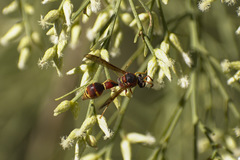 Eumenes smithii