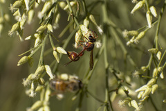 Eumenes smithii