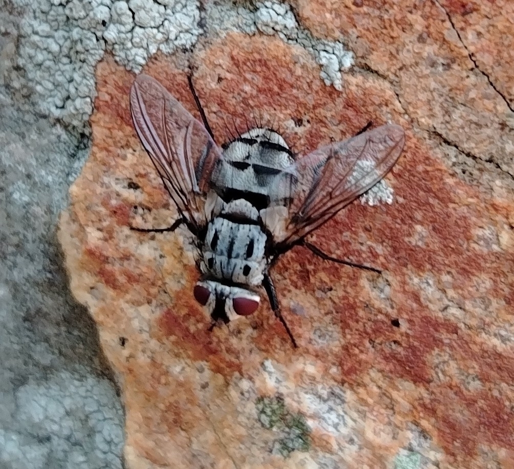 Billaea maritima