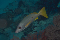 Lutjanus monostigma