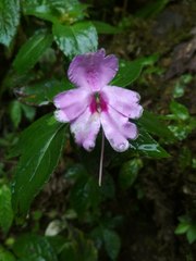 Impatiens platypetala