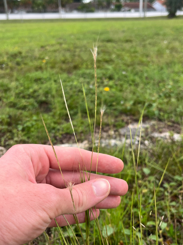 Wire Bluestem (Schizachyrium gracile)