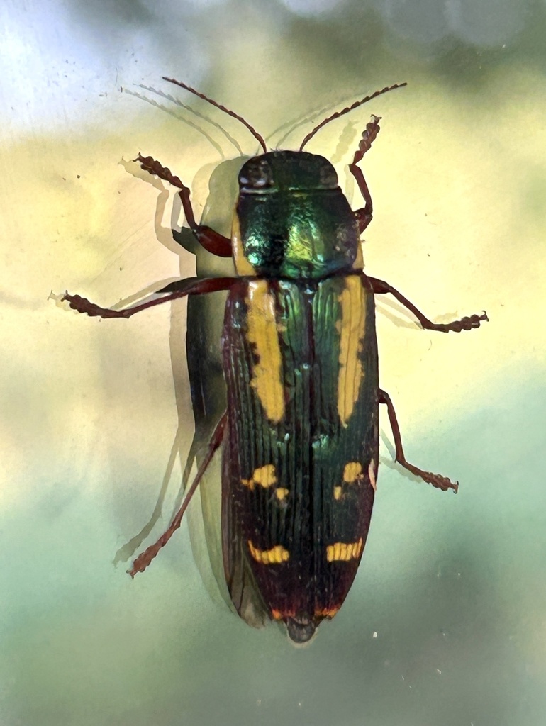 Red-legged Buprestis Beetle