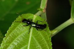 Paederus ornaticornis