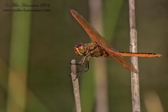 Libellula auripennis