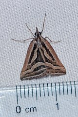 Dichromodes confluaria