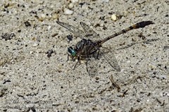 Arigomphus pallidus