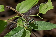 Arigomphus pallidus