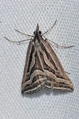 Dichromodes confluaria