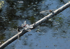 Leucorrhinia intermedia