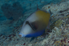 Sufflamen chrysopterum