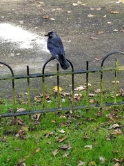 Corvus monedula