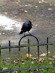 Corvus monedula