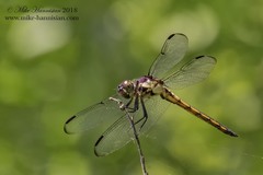 Libellula vibrans