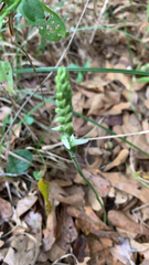 Spiranthes ovalis