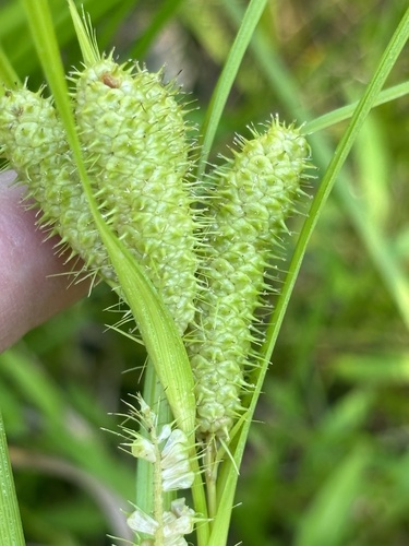 Carex frankii iNat (2)