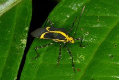 Hypselonotus linea