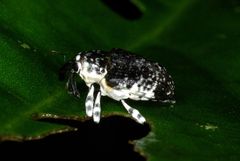 Peridinetus irroratus