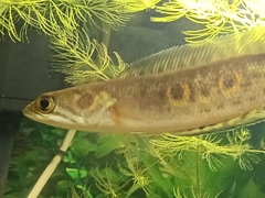 Channa pleurophthalma