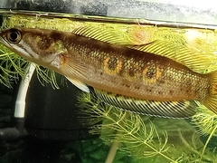 Channa pleurophthalma